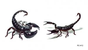 Scorpions