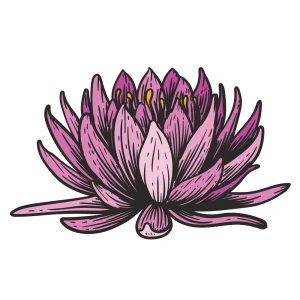 Pink Lotus