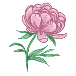 Pink Peony