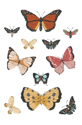 Butterfly Collection